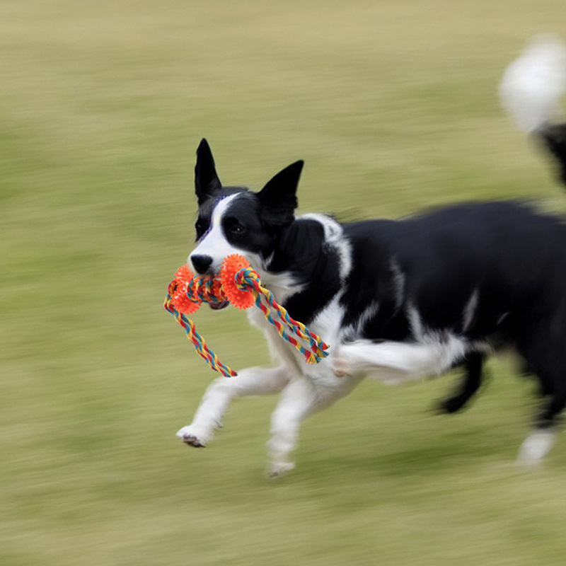 New Dog Chew Toy Rope for Amaz - Pet Supplies In Amazon recension och pris