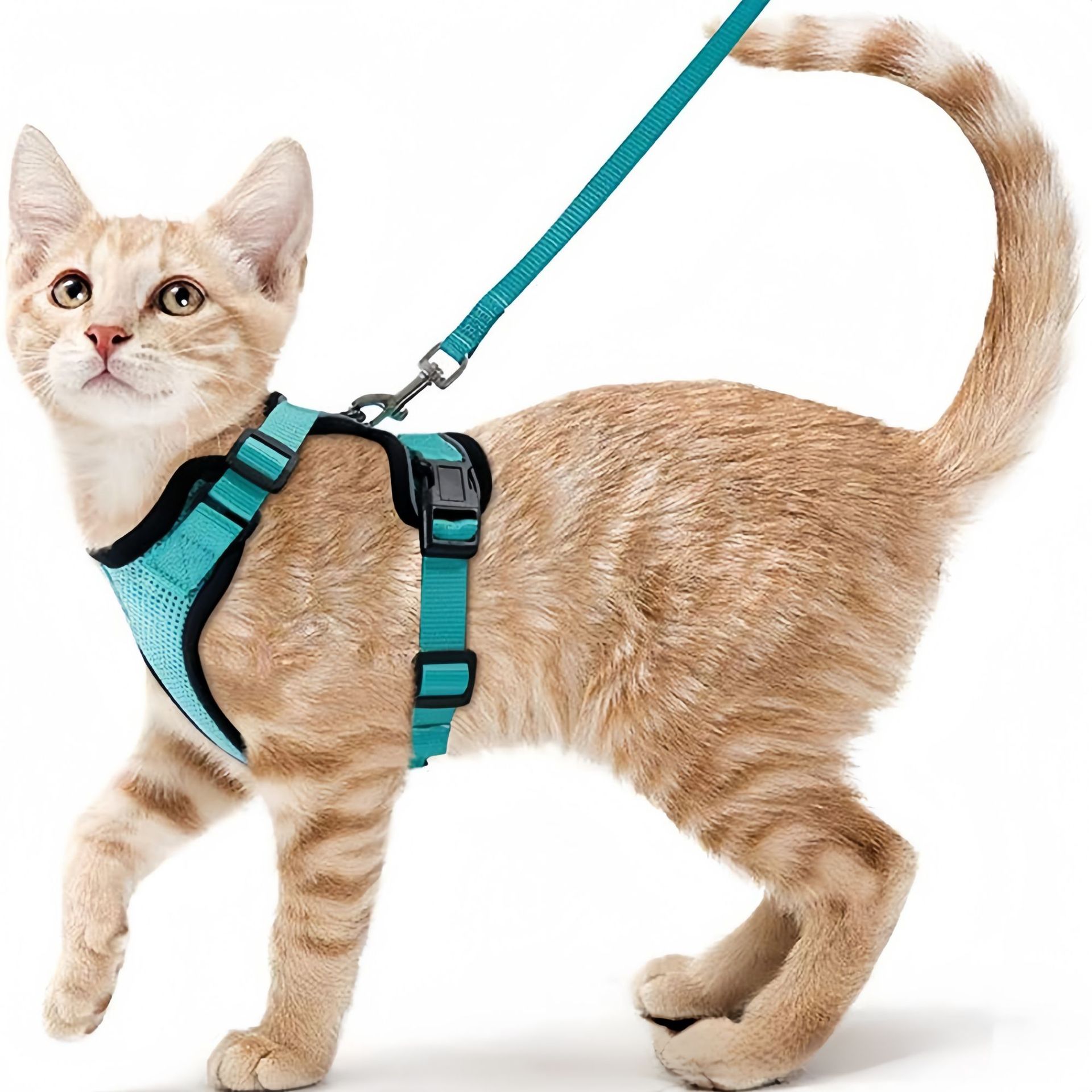 Amazon pet chest strap cat ref - Pet Supplies In Amazon recension och pris
